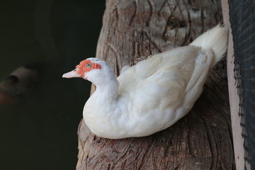 Mother duck with white on a wooden floor that is above the water surface