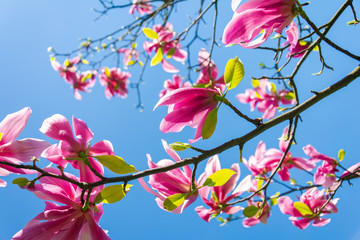 beautiful blooming magnolia tree