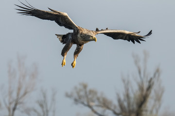 White Tail Eagle