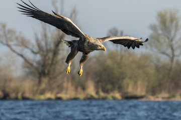 White Tail Eagle