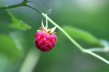 A small red ripe raspberries on a branch in the forest