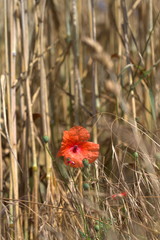 Wild red poppies on the field of ripe wheat