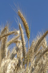 Ripe wheat close-up against the blue sky