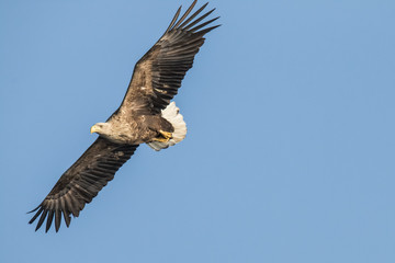 White Tail Eagle