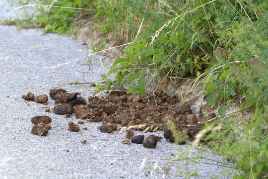 Horse excrement on a rural road in the forest
