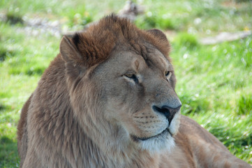 Lion à Planète sauvage