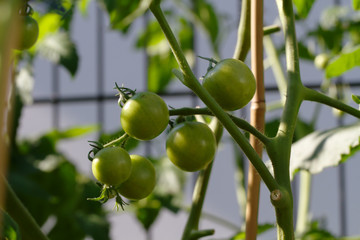 Immature green tomatoes in the garden on a sunny day
