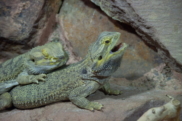 Reptile à Planète sauvage