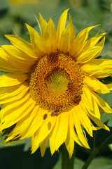 Bumblebees collect nectar from a large yellow sunflower