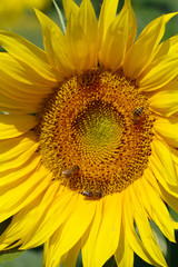 Bumblebees collect nectar from a large yellow sunflower