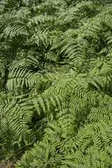 fern leaves