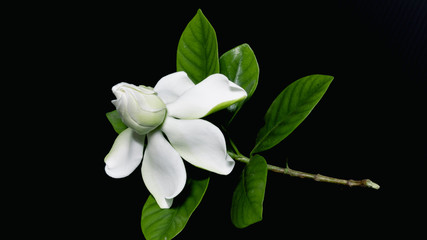 Gardenia jasminoides or Cape jasmine flower on black background