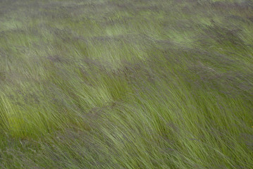 風に揺れる草原