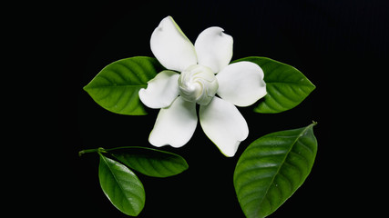 Gardenia jasminoides or Cape jasmine flower on black background