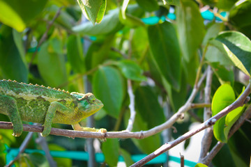 Chameleon in a Tree