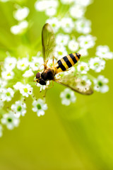 Wasp on white small flowers. Green natural background. Place for text