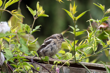 Baby Chaffinch