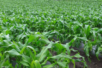 トウモロコシ畑