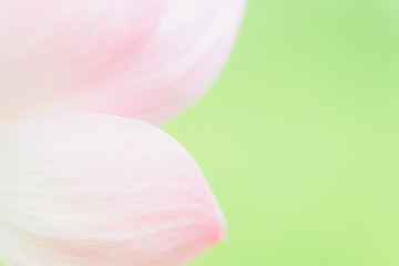 Sweet color lotus  in soft style for background