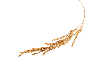 Paddy rice on white background. ears of paddy rice