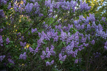 Fototapeta premium Lilac flowers