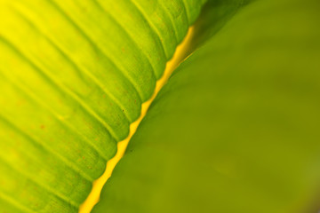 Abstract Green Of Babana Leaf