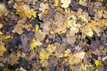 foliage in the autumn season