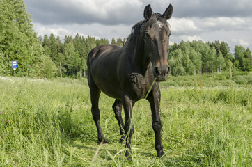 horse in the field