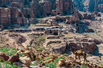 Camel in front of the tombs in Petra, Jordan