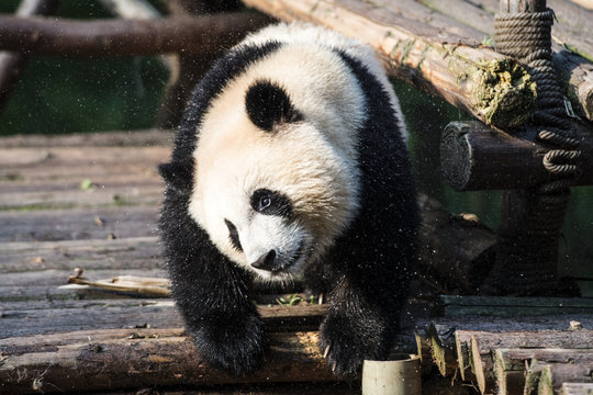中国のパンダ