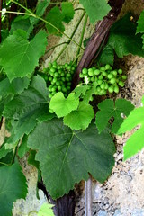 Weintrauben und Weinblätter an einem alten Rebstock an einer Steinmauer