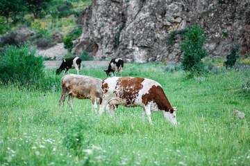 cow on the green plane near mountains