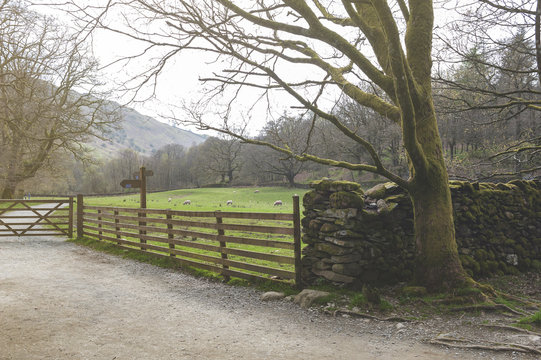 Countryside landscape at a sheep farm in Lake District of England, United Kingdom