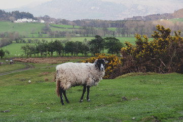 Countryside landscape at a sheep farm in Lake District of England, United Kingdom © jiggotravel