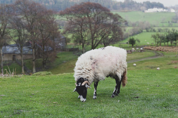 Countryside landscape at a sheep farm in Lake District of England, United Kingdom © jiggotravel