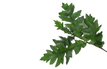 Green young oak leaves on branch, foliage isolated on white background, clipping path