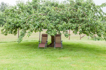 two chaise lounge chairs under tree