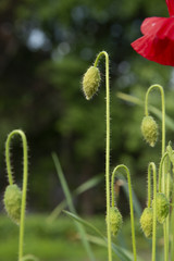 FLOWERS: Red poppies - a dark green background