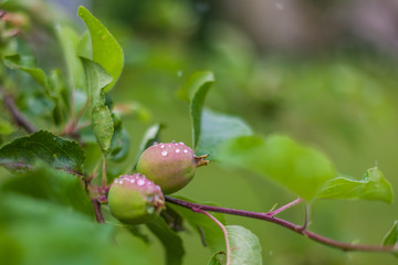 raindrops on crabapple 