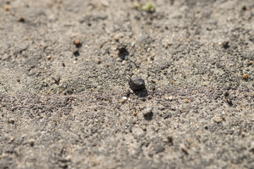 ants on the ground