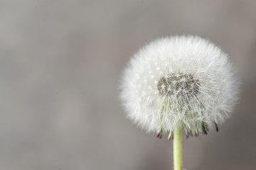 dandelion