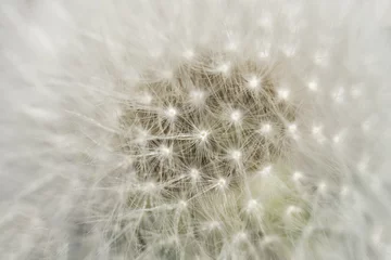 Rolgordijnen dandelion head © notoriusd