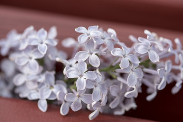 white lilac flowers