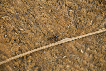 Ant closup
