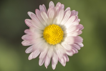 Obraz premium close up of pink daisy