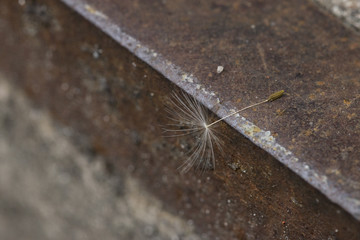 dandelion seed