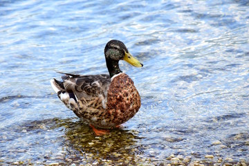 Ente steht am Seeufer im Wasser