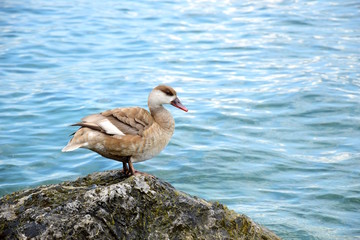 Ente steht auf einem Stein am Seeufer