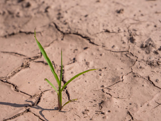 Trockenheit,Klimawandel in Deutschland