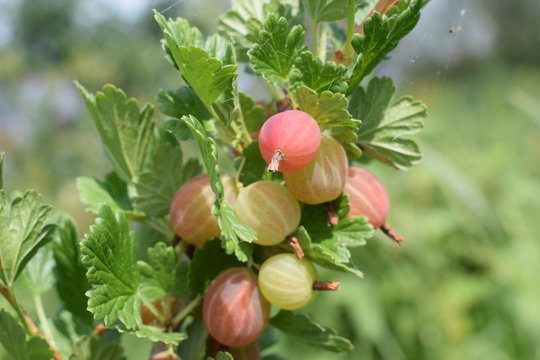 Dojrzewający agrest na gałązce